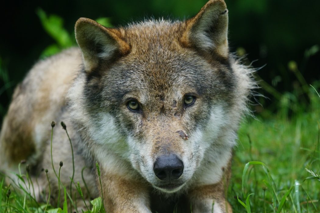 wolf-1454539_1920