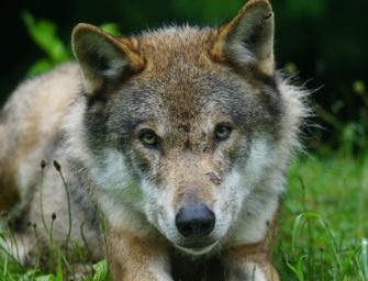 Wolf in Braunschweig: Raubtier macht es sich in Gärten bequem