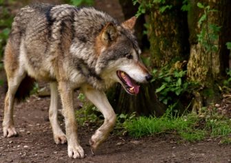Schutzstatus Wolf: Verbände und Politik reagieren