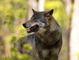Wolfsangriff – wieder Jagdhund schwer verletzt!