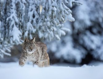 Luchse im Thüringer Wald: Auswilderungen scheinbar erfolgreich
