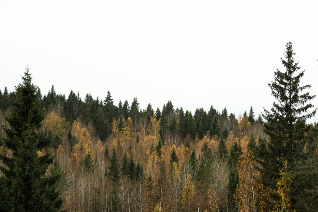andy-vult-qLYjzjZPf6k-unsplash
