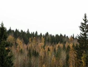 Jäger finden Leiche einer Frau: Vermisstenfall endlich geklärt
