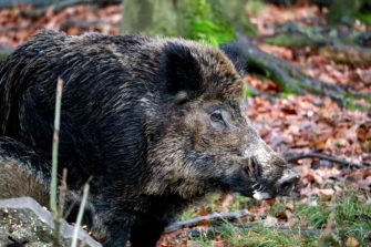 Wildunfall auf der Autobahn: Wildschwein löst Massencrash aus!