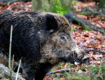 Wildunfall in Rostock – heftige Kollision mit Wildschwein