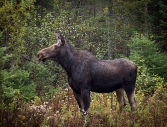 Elch aus dem Wildpark: Elchkuh Olga erneut gesichtet
