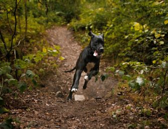 Mutmaßliche Hetzjagd: Reh stirbt nach Hundejagd
