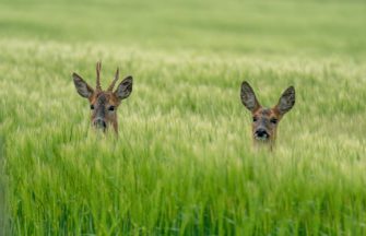 Durch Wildschutzzaun gefangen – Rehe blockieren Bundesstraße