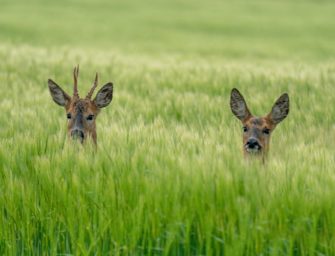 Durch Wildschutzzaun gefangen – Rehe blockieren Bundesstraße