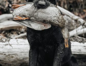 Jagdhundausbildung in Gefahr? Demonstration der Jägerschaft in Niedersachsen