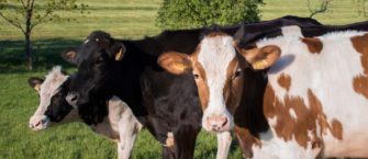 Wölfe in NRW: Anzahl der Nutztierrisse steigt!
