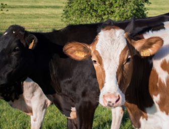 Wölfe in NRW: Anzahl der Nutztierrisse steigt!