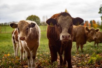 Maul- und Klauenseuche (MKS): Gefahr für Nutz- und Wildtiere gebannt?