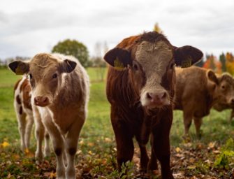 Maul- und Klauenseuche (MKS): Gefahr für Nutz- und Wildtiere gebannt?
