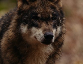 Risikowolf darf in Österreich geschossen werden