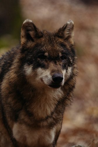 Risikowolf darf in Österreich geschossen werden