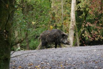 Wildschwein mit Muskelegel infiziert – gefährlicher Parasit?