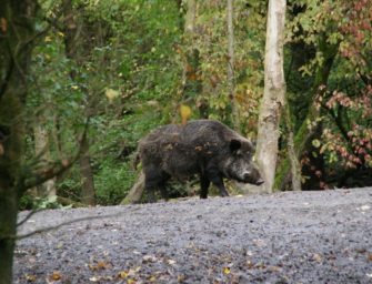 Wildschwein mit Muskelegel infiziert – gefährlicher Parasit?
