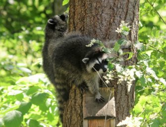 Invasive Tierarten und ASP: Das Jagdjahr in Niedersachsen