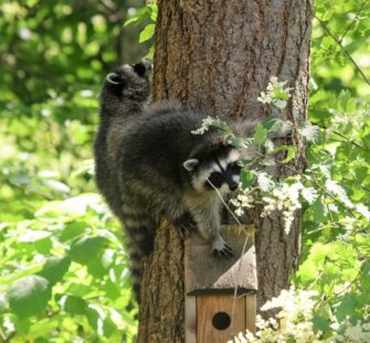 Invasive Tierarten und ASP: Das Jagdjahr in Niedersachsen