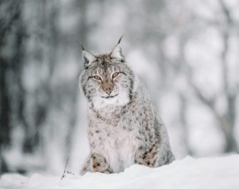 Rückschlag für Luchs-Projekt: Luchs Nova ist abgewandert
