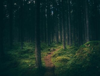 Treibjagd endet mit Schock: Jäger finden Leichnam!