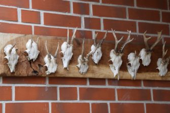 Wilderei in Deutschland: Wo die Zahlen drastisch steigen