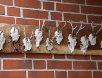 Wilderei in Deutschland: Wo die Zahlen drastisch steigen
