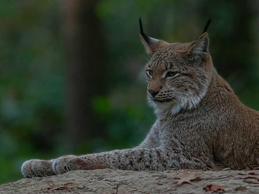 kenny-goossen-UIB_KLnzv-k-unsplash