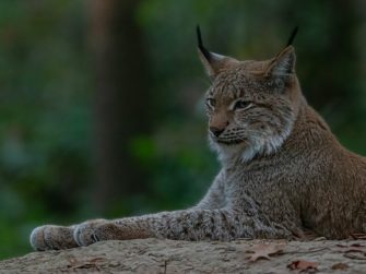 Luchse illegal freigelassen: Umweltschützer reagieren empört