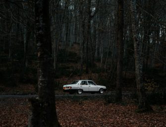 Autodiebstahl endet mit Wildunfall – Jugendliche stellen sich selbst