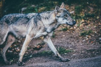 Wolf ins Jagdrecht: Abschussquote in Brandenburg geplant