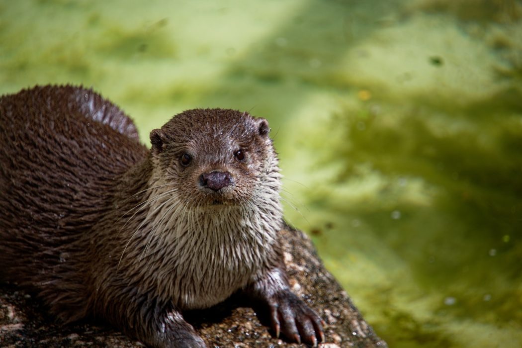 otter-7228458_1920