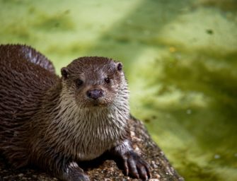 Fischotter zurück im Westerwald – Gefahr für die Fischerei?