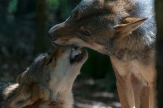Wolf in Bayern: kommt das Raubtier ins Jagdrecht?