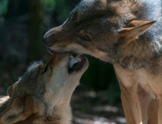 Wolf in Bayern: kommt das Raubtier ins Jagdrecht?