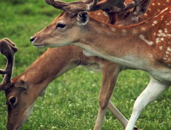 Blauzungenkrankheit in Ostdeutschland: Beihilfe für Impfungen