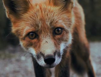 Wildtiere auf Spielgelände: so will sich ein Kindergarten schützen