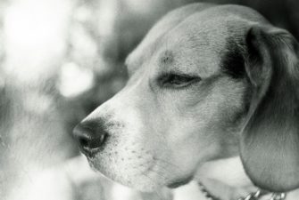Wolf tötet Jagdhund – Schluss mit der Einzelfall-Ausrede!