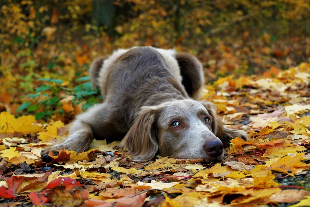 weimaraner-3806657_1920