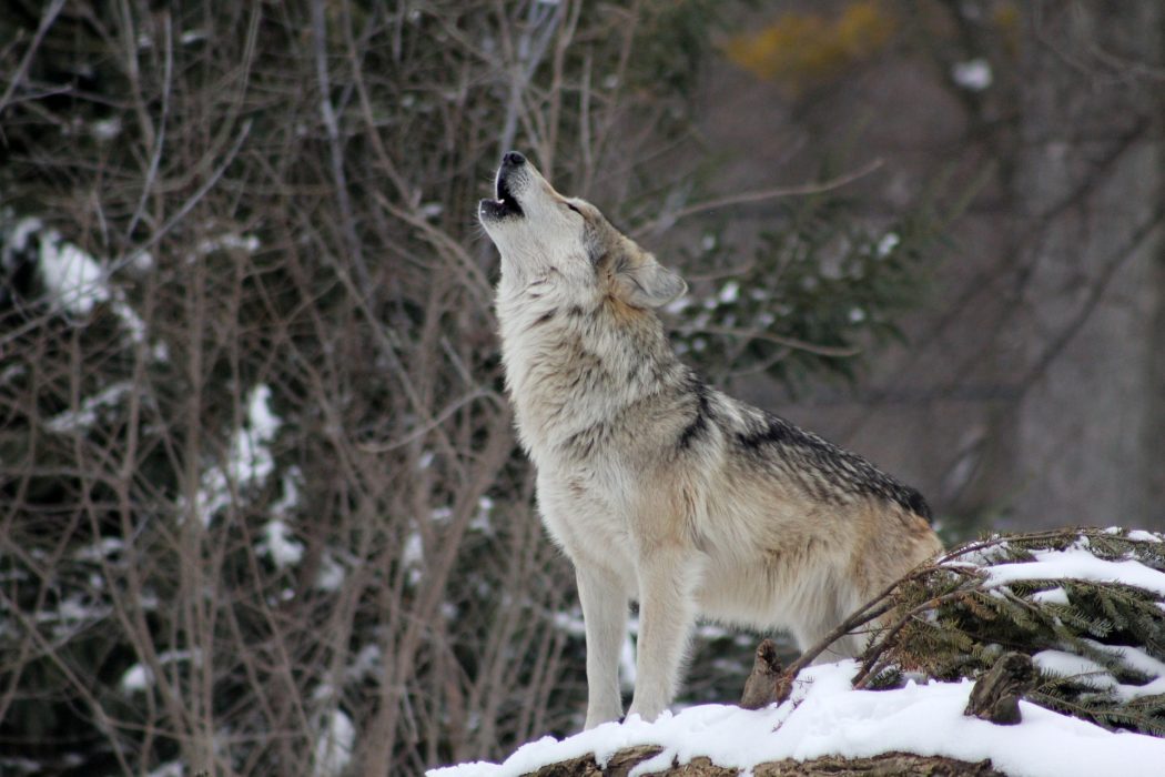 wolf-1992716_1920