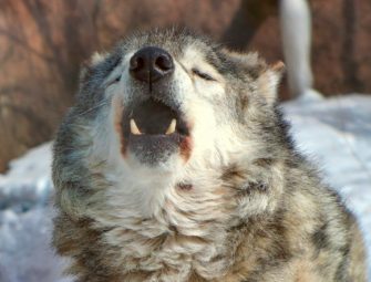 Wolf mitten in der Innenstadt? Weitere Sichtung in Hessen