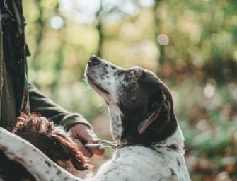 Jagdhund entlaufen: Bergnot rettet Hund aus 200 Metern Höhe