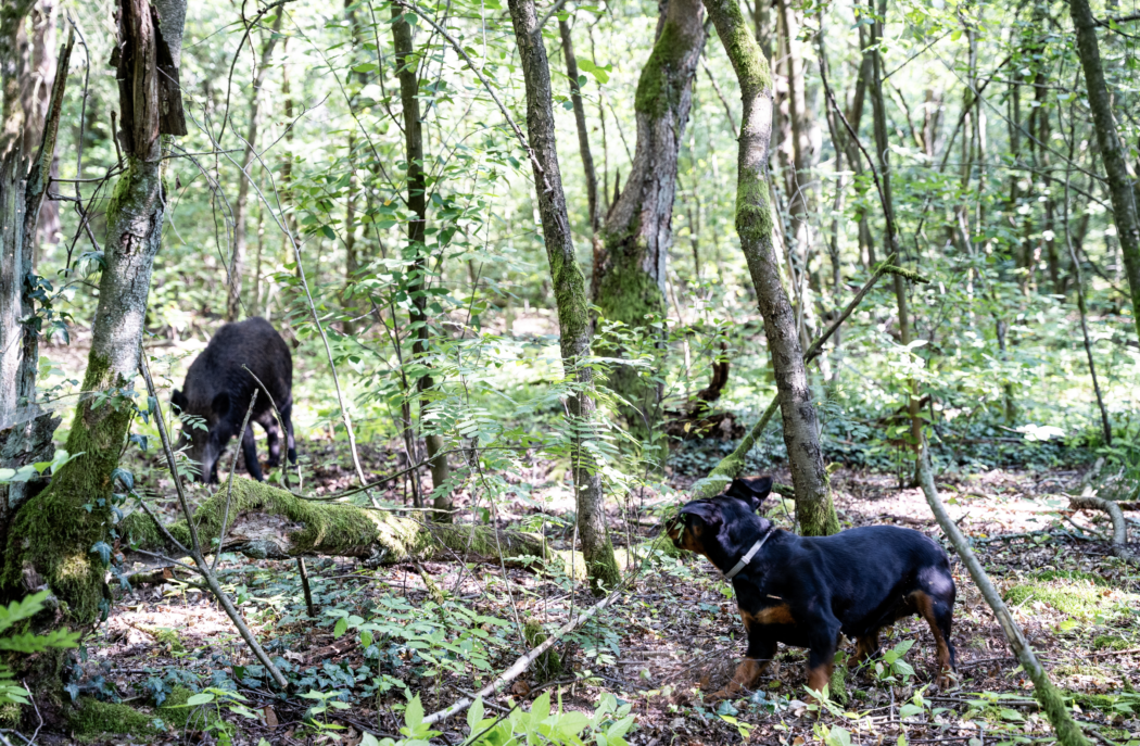 Bildschirmfoto 2025-02-10 um 13.18.01