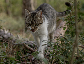 Katzen – Schleswig-Holstein will Abschuss verbieten