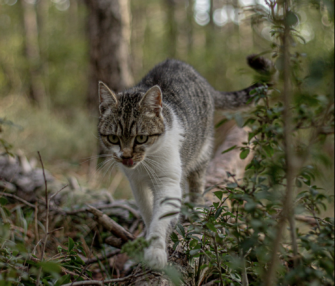 Katzen – Schleswig-Holstein will Abschuss verbieten