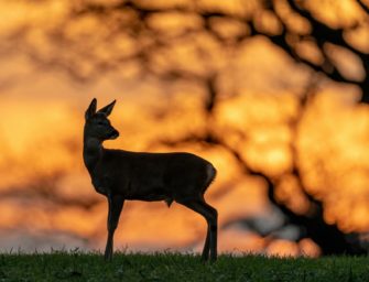 Wildunfall selbst gemeldet: Fahrerin bei Unfall betrunken