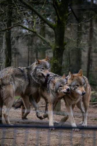 Wolf gesichtet? Kinder durften Schule nicht verlassen