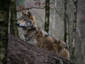 Schutz vor dem Wolf: Niedersachsen unterstützt Tierhalter