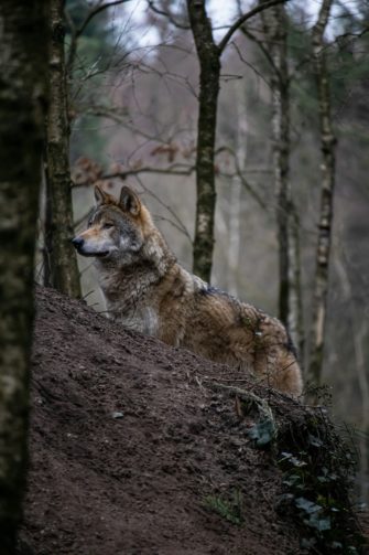 Schutz vor dem Wolf: Niedersachsen unterstützt Tierhalter